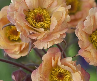 Nagelkruid (Geum 'Mai Tai') BIO