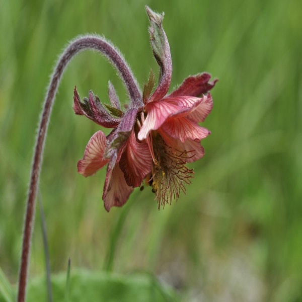 Nagelkruid (Geum rivale)