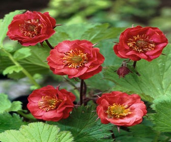 Nagelkruid (Geum rivale 'Flames of Passion')