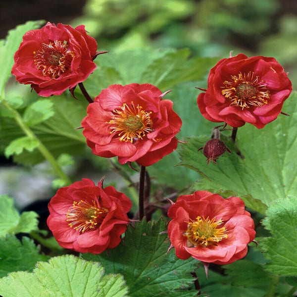 Nagelkruid (Geum rivale 'Flames of Passion')