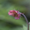 Nagelkruid (Geum rivale 'Leonard's Variety')