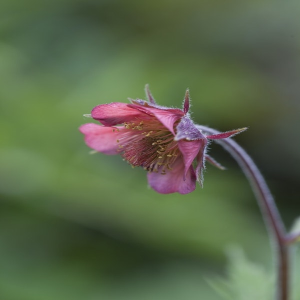Nagelkruid (Geum rivale 'Leonard's Variety')