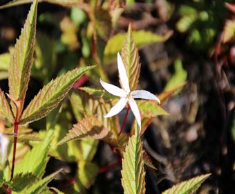 Driebladige braakwortelspirea(Gillenia trifoliata)