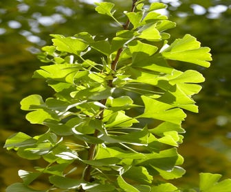 Japanse Notenboom (Ginkgo biloba 'Obelisk')