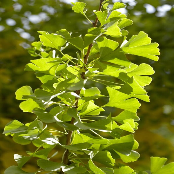 Japanse Notenboom (Ginkgo biloba 'Obelisk')
