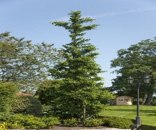 Japanse Notenboom als struik (Ginkgo biloba)