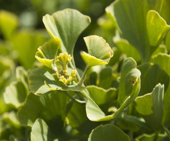 Japanse notenboom op stam (Ginkgo biloba 'Mariken')