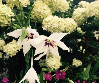 Abesijnse Gladiool (Gladiolus callianthus 'Murielae' / Acidanthera Bicolor/)