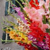 Gladiolen (Gladiolus grootbloemig mix)