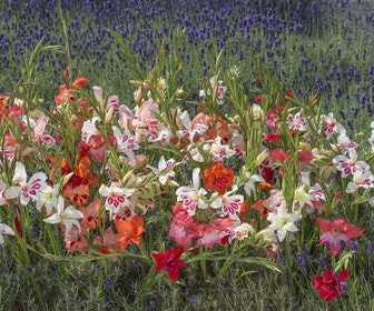 Gladiolen (Gladiolus nanus mix)