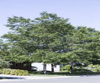 Valse Christusdoorn (Gleditsia triacanthos)