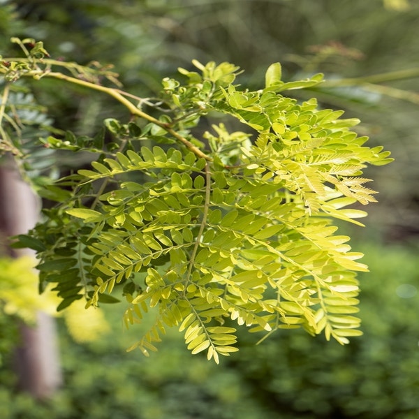 Geelbladige als struik (Gleditsia triacanthos 'Sunburst') Directplant