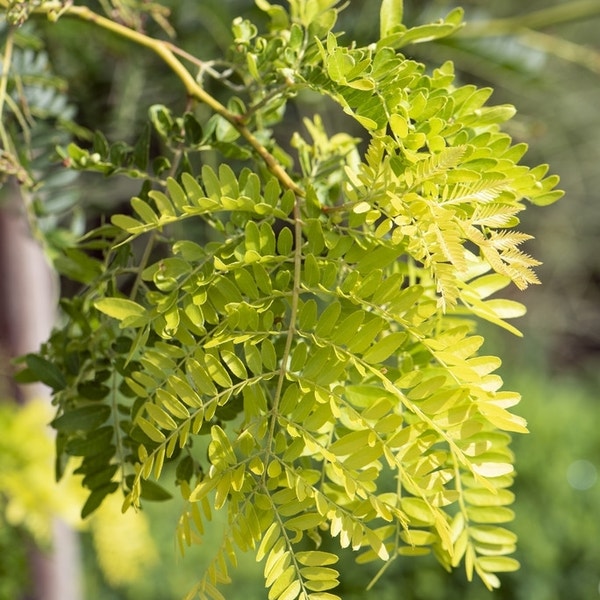 Geelbladige Christusdoorn als struik (Gleditsia triacanthos 'Sunburst')