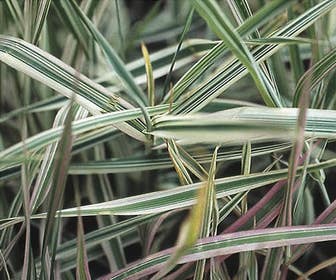 Liesgras (Glyceria maxima 'Variegata')