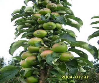 Zuilfruit (Malus domestica 'Greencats')