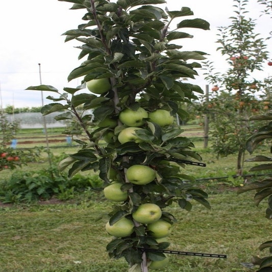 Zuilfruit (Malus domestica 'Greencats')