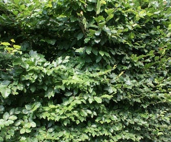 Beukenhaag (Fagus sylvatica)