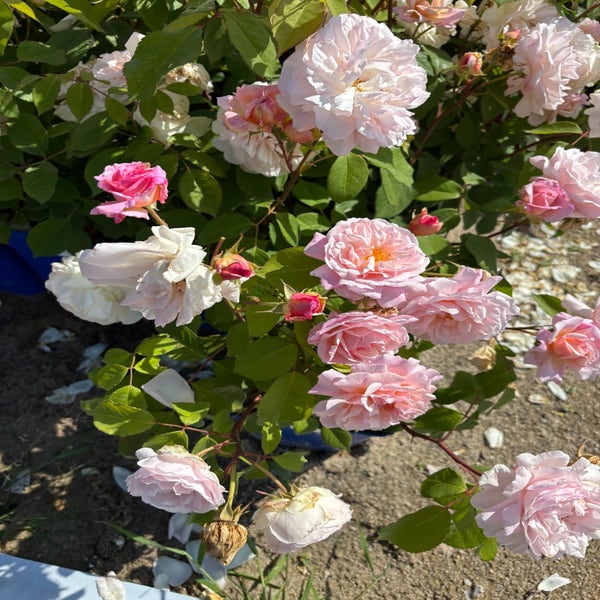 Floribundaroos (Rosa 'Grusse an Achen') (BIO)