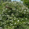 Ramblerroos (Rosa 'Guirlande Amour') (BIO)