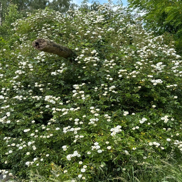 Ramblerroos (Rosa 'Guirlande Amour') (BIO)