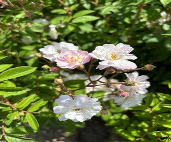 Ramblerroos (Rosa 'Guirlande Rose') (BIO)