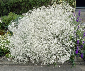 Gipskruid (Gypsophila paniculata)