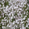 Gipskruid (Gypsophila paniculata 'Bristol Fairy') Bio