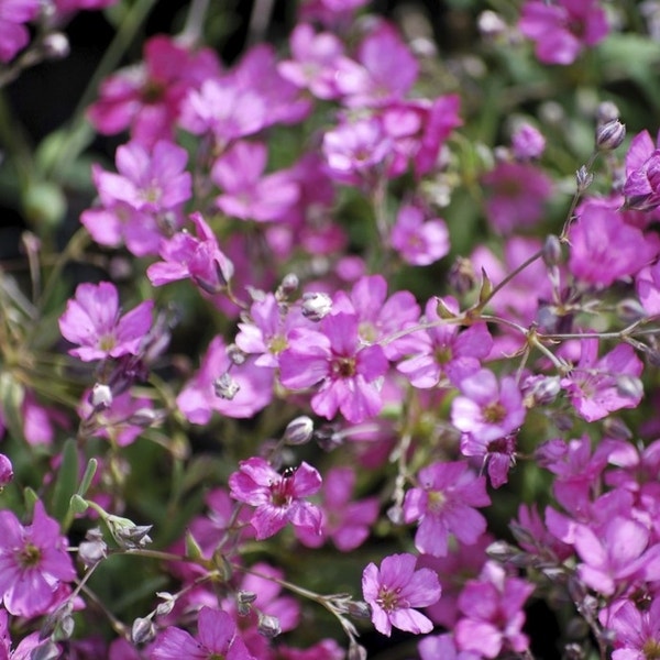 Gipskruid (Gypsophila repens 'Rosa Schonheit')