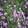 Gipskruid (Gypsophila repens 'Rosea')