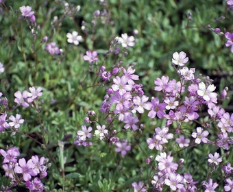 Gipskruid (Gypsophila repens 'Rosea')