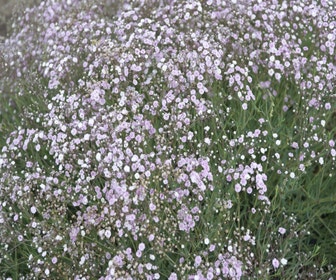 Gipskruid (Gypsophila 'Rosenschleier')