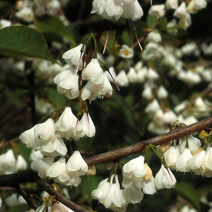 Sneeuwklokjesboom