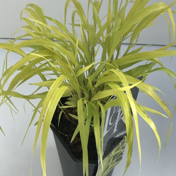 Hakonechloa Macra Allgold  C2