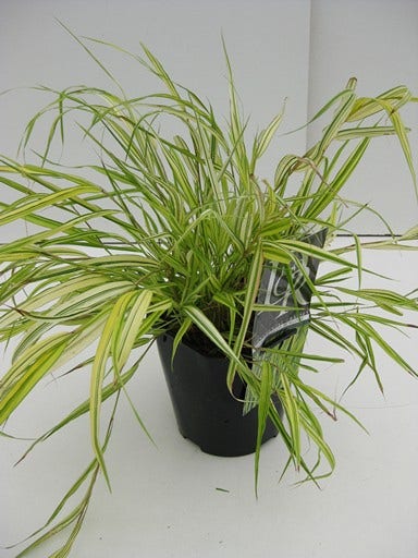 Hakonechloa macra 'Aureola'