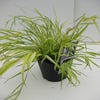 Japans berggras (Hakonechloa macra 'Aureola')