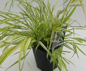 Japans berggras (Hakonechloa macra 'Aureola')