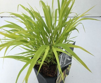 Japans berggras (Hakonechloa macra 'Sunflare')