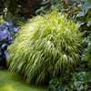 Japans berggras (Hakonechloa macra)