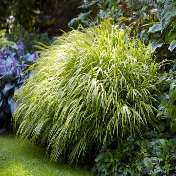 Hakonechloa macra (Japans berggras)