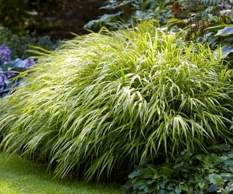 Japans berggras (Hakonechloa macra)