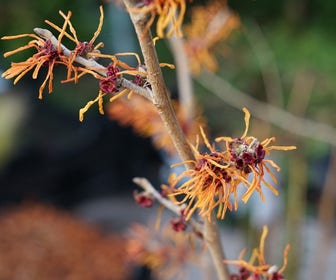 Toverhazelaar (Hamamelis intermedia 'Jelena')