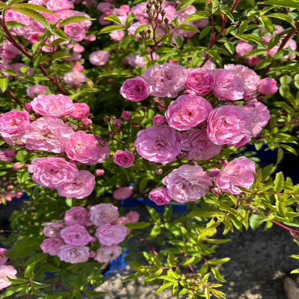 Heesterroos (Rosa 'Heavenly Pink') (BIO)