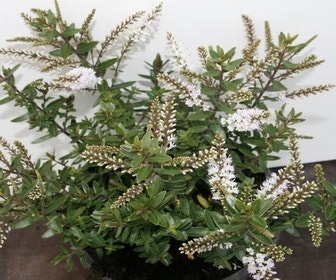 Hebe (Hebe 'Champagne')