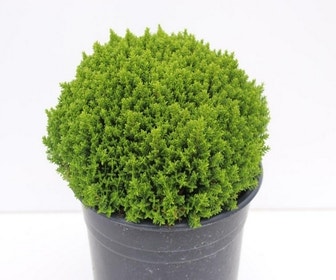Hebe (Hebe 'Emerald Gem') 