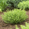 Hebe (Hebe 'Golden Esk')