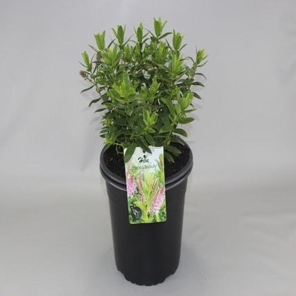 Hebe (Hebe 'Oratia Beauty') C5 