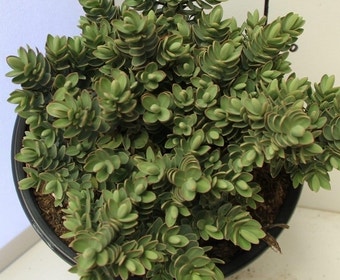 Hebe (Hebe albicans 'Red Edge')