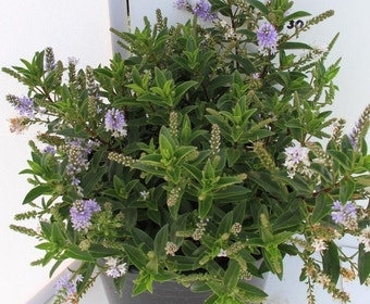 Hebe (Hebe 'Sapphire')