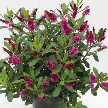 Hebe (Hebe 'Wiri Charm')