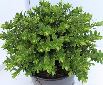 Hebe (Hebe 'Wiri Mist')
